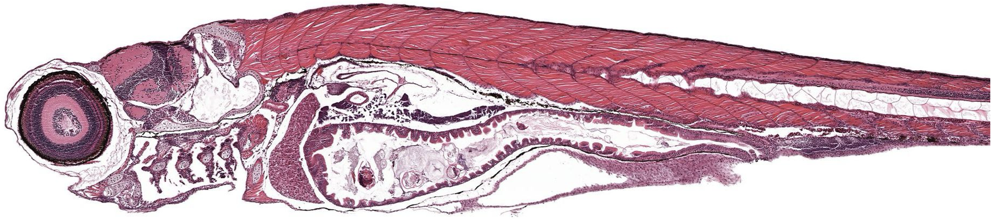 Sagittal histological section of a zebrafish