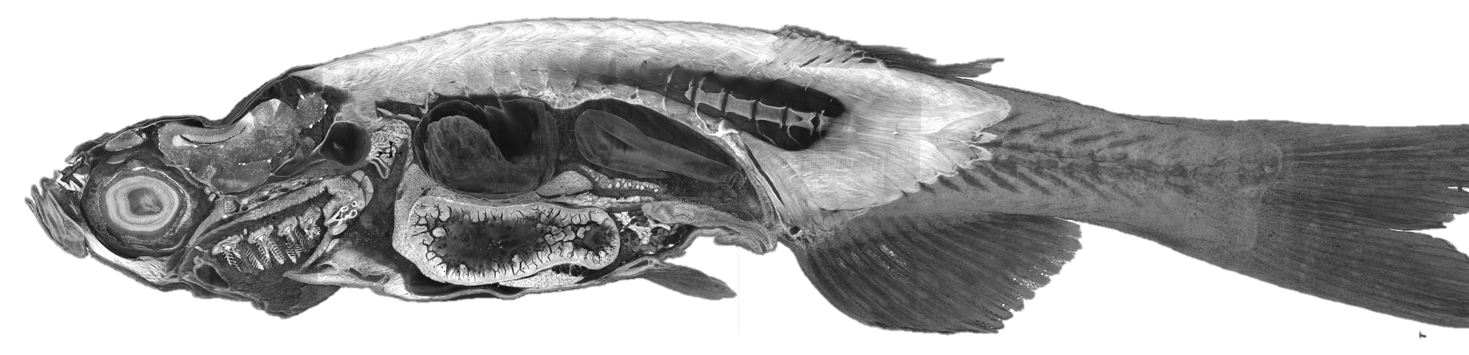 Micro-CT histotomography of an adult zebrafish