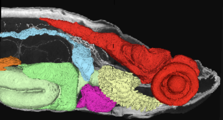 3D microanatomical segmentation of a 33 dpf zebrafish